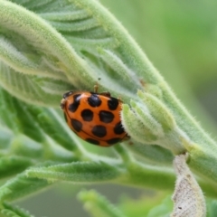 Harmonia conformis (Common Spotted Ladybird) at Yackandandah, VIC - 21 Oct 2023 by KylieWaldon