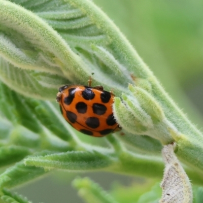 Harmonia conformis (Common Spotted Ladybird) at Yackandandah, VIC - 21 Oct 2023 by KylieWaldon