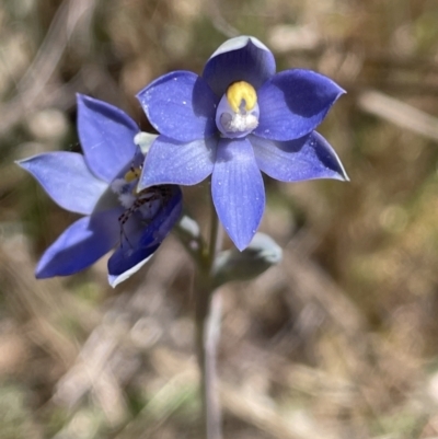 Thelymitra brevifolia (Short-leaf Sun Orchid) at Majura, ACT - 22 Oct 2023 by JaneR