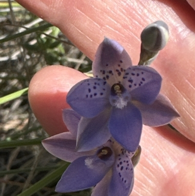 Thelymitra juncifolia (Dotted Sun Orchid) at Aranda, ACT - 22 Oct 2023 by lbradley