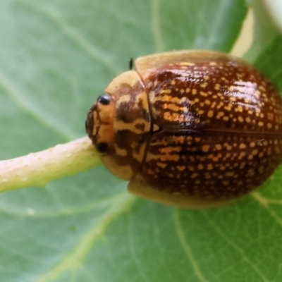 Paropsis variolosa (Variolosa leaf beetle) at Yackandandah, VIC - 21 Oct 2023 by KylieWaldon