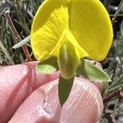 Gompholobium huegelii (Pale Wedge Pea) at Belconnen, ACT - 22 Oct 2023 by lbradley