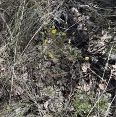 Gompholobium huegelii at Aranda, ACT - 22 Oct 2023