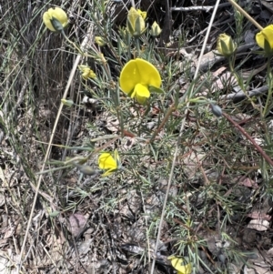 Gompholobium huegelii at Aranda, ACT - 22 Oct 2023