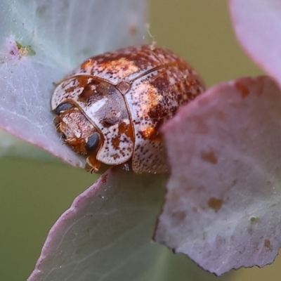 Paropsisterna m-fuscum (Eucalyptus Leaf Beetle) at Yackandandah, VIC - 22 Oct 2023 by KylieWaldon