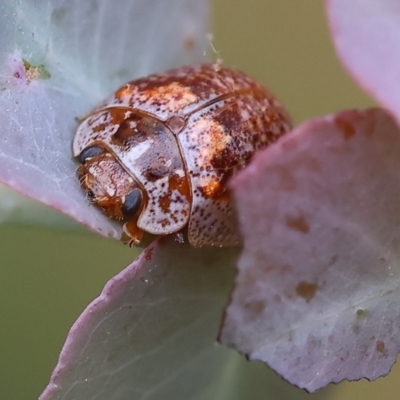 Paropsisterna m-fuscum (Eucalyptus Leaf Beetle) at Yackandandah, VIC - 21 Oct 2023 by KylieWaldon