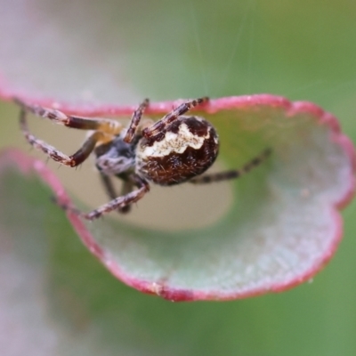 Parasteatoda sp. (genus) at Yackandandah, VIC - 22 Oct 2023 by KylieWaldon