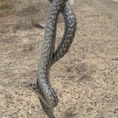 Morelia spilota metcalfei (Inland or Murray-Darling Carpet Python) at Niemur, NSW - 22 Oct 2023 by Savagehaus