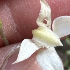 Caladenia moschata (Musky Caps) at Point 49 - 22 Oct 2023 by lbradley