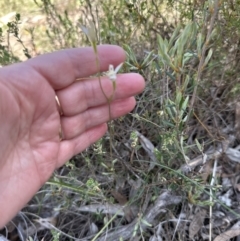 Caladenia moschata at Aranda, ACT - suppressed