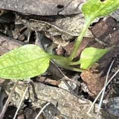 Pterostylis sp. (A Greenhood) at Point 49 - 22 Oct 2023 by lbradley