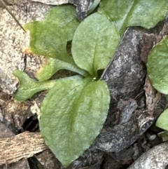 Pterostylis sp. at Aranda, ACT - suppressed