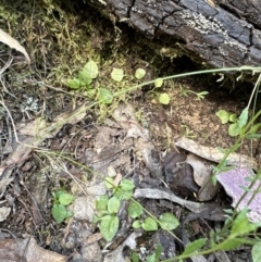 Pterostylis sp. at Aranda, ACT - suppressed