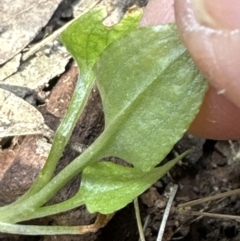 Pterostylis sp. at Aranda, ACT - suppressed