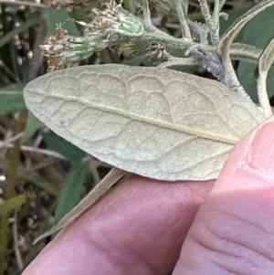 Olearia lirata at Aranda, ACT - 22 Oct 2023