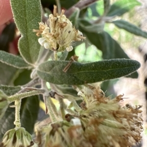 Olearia lirata at Aranda, ACT - 22 Oct 2023