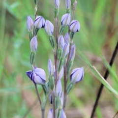 Thelymitra sp. (A Sun Orchid) at Yackandandah, VIC - 21 Oct 2023 by KylieWaldon