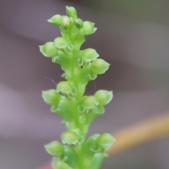 Microtis unifolia (Common Onion Orchid) at Yackandandah, VIC - 21 Oct 2023 by KylieWaldon