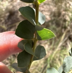 Acacia pravissima (Wedge-leaved Wattle, Ovens Wattle) at Belconnen, ACT - 22 Oct 2023 by lbradley