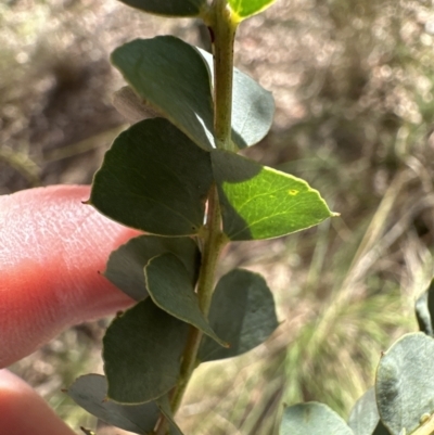 Acacia pravissima (Wedge-leaved Wattle, Ovens Wattle) at Aranda, ACT - 22 Oct 2023 by lbradley