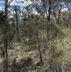 Acacia pravissima at Belconnen, ACT - 22 Oct 2023