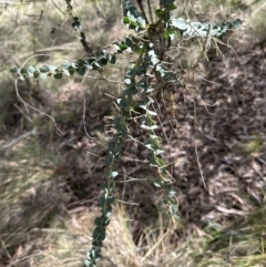 Acacia pravissima at Aranda, ACT - 22 Oct 2023