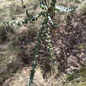 Acacia pravissima at Aranda, ACT - 22 Oct 2023