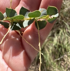 Acacia pravissima at Aranda, ACT - 22 Oct 2023