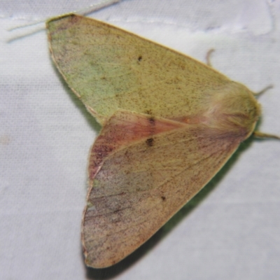 Arhodia lasiocamparia (Pink Arhodia) at Sheldon, QLD - 28 Sep 2007 by PJH123