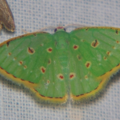 Comostola laesaria (A geometrid moth) at Sheldon, QLD - 28 Sep 2007 by PJH123