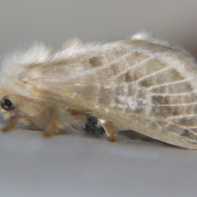 Doratifera pinguis (Pale Cup Moth) at Sheldon, QLD - 28 Sep 2007 by PJH123