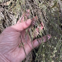 Choretrum pauciflorum (Dwarf Sour Bush) at Aranda, ACT - 22 Oct 2023 by lbradley