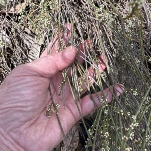 Choretrum pauciflorum at Aranda, ACT - 22 Oct 2023