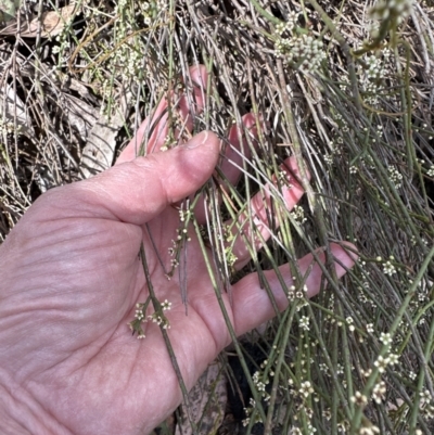 Choretrum pauciflorum (Dwarf Sour Bush) at Aranda, ACT - 22 Oct 2023 by lbradley