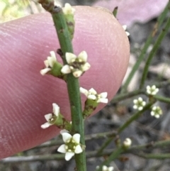 Choretrum pauciflorum at Aranda, ACT - 22 Oct 2023