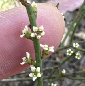 Choretrum pauciflorum at Belconnen, ACT - 22 Oct 2023