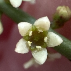 Choretrum pauciflorum at Belconnen, ACT - 22 Oct 2023