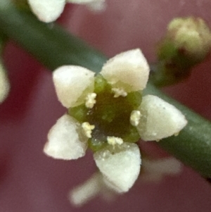 Choretrum pauciflorum at Aranda, ACT - 22 Oct 2023