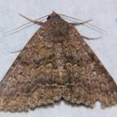 Eudesmeola lawsoni (Lawson's Night Moth) at Sheldon, QLD - 28 Sep 2007 by PJH123