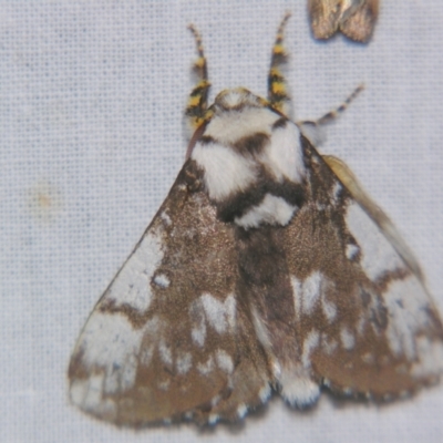 Porela vitulina at Sheldon, QLD - 28 Sep 2007 by PJH123