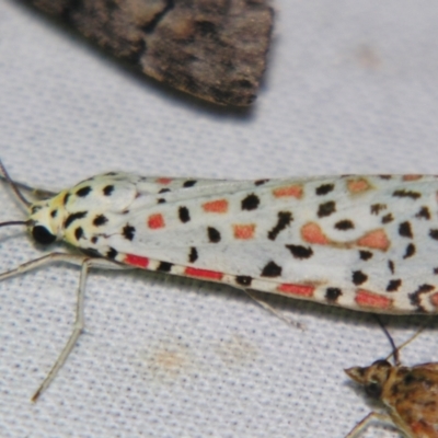 Utetheisa pulchelloides (Heliotrope Moth) at Sheldon, QLD - 28 Sep 2007 by PJH123