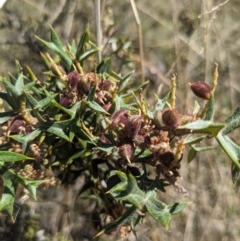 Grevillea ramosissima subsp. ramosissima (Fan Grevillea) at Canberra Central, ACT - 22 Oct 2023 by WalterEgo