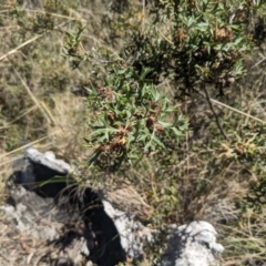 Grevillea ramosissima subsp. ramosissima at Canberra Central, ACT - 22 Oct 2023