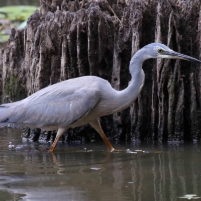 Egretta novaehollandiae (White-faced Heron) at Capalaba, QLD - 5 Oct 2023 by TimL