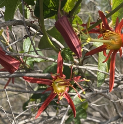 Passiflora cinnabarina (Red Passionflower) at Canberra Central, ACT - 21 Oct 2023 by Ned_Johnston