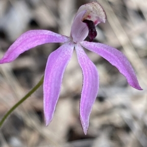 Caladenia congesta at Canberra Central, ACT - 21 Oct 2023