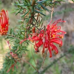 Grevillea juniperina subsp. fortis (Grevillea) at Isaacs, ACT - 22 Oct 2023 by Mike