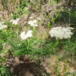 Cassinia aculeata subsp. aculeata at Isaacs, ACT - 22 Oct 2023