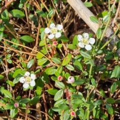 Cotoneaster microphyllus (Cotoneaster) at Isaacs, ACT - 22 Oct 2023 by Mike