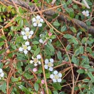 Cotoneaster microphyllus at Isaacs, ACT - 22 Oct 2023